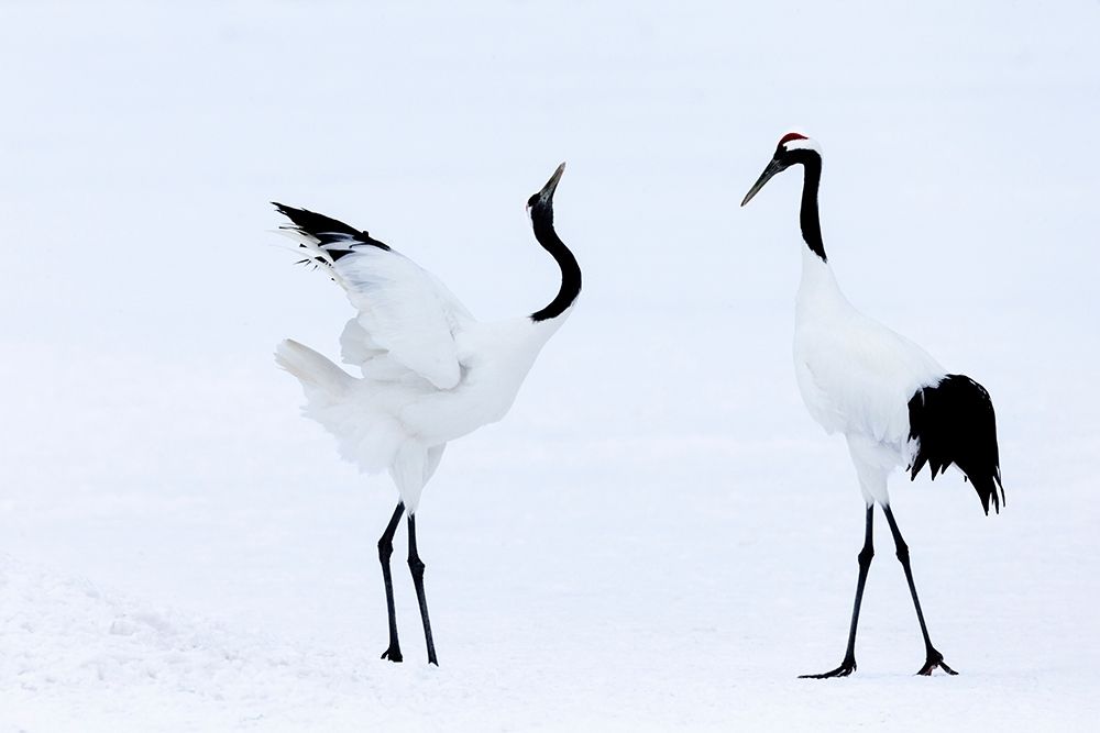 Japan-Hokkaido-Kushiro Two red-crowned cranes begin a courtship dance art print by Ellen Goff for $57.95 CAD
